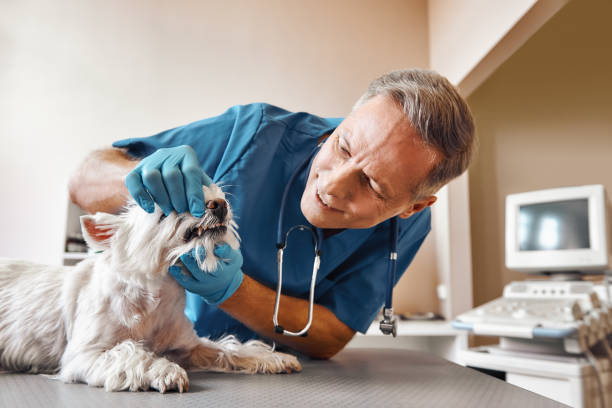 Best Emergency Dentist for Lost Fillings or Crowns in Schleswig, IA